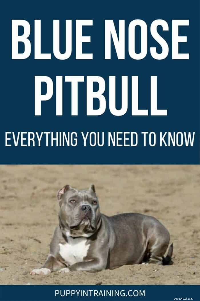 All About Blue‑Nose Pit Bulls: Traits, Care, and Adoption Tips