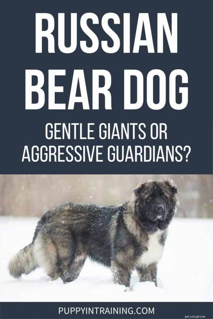 Russian Bear Dog: Gentle Giant or Loyal Protector
