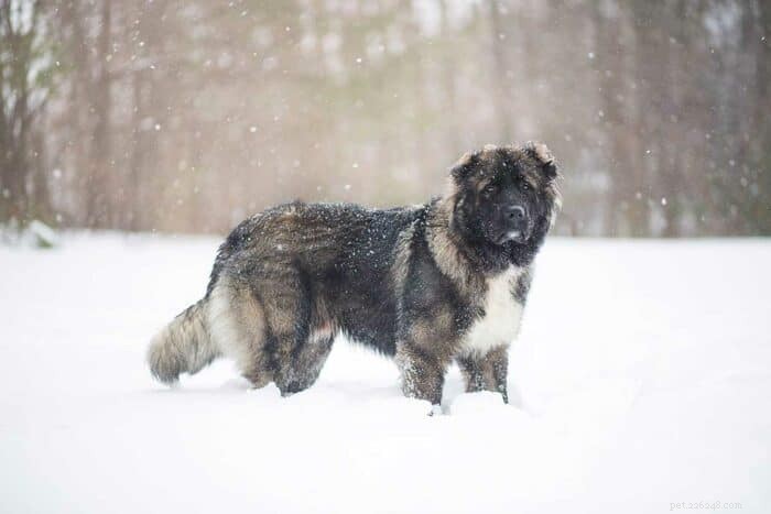Russian Bear Dog: Gentle Giant or Loyal Protector