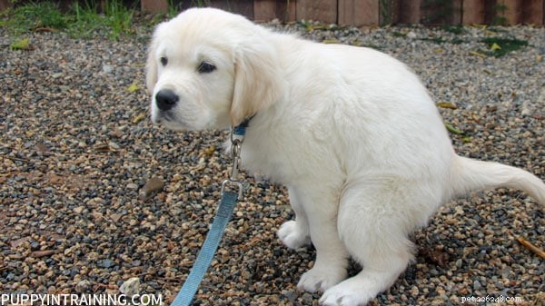Effective Puppy Potty Training: A Step‑by‑Step Guide