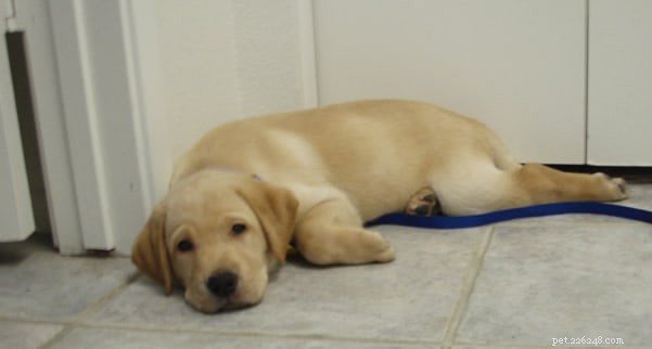 Effective Puppy Potty Training: A Step‑by‑Step Guide