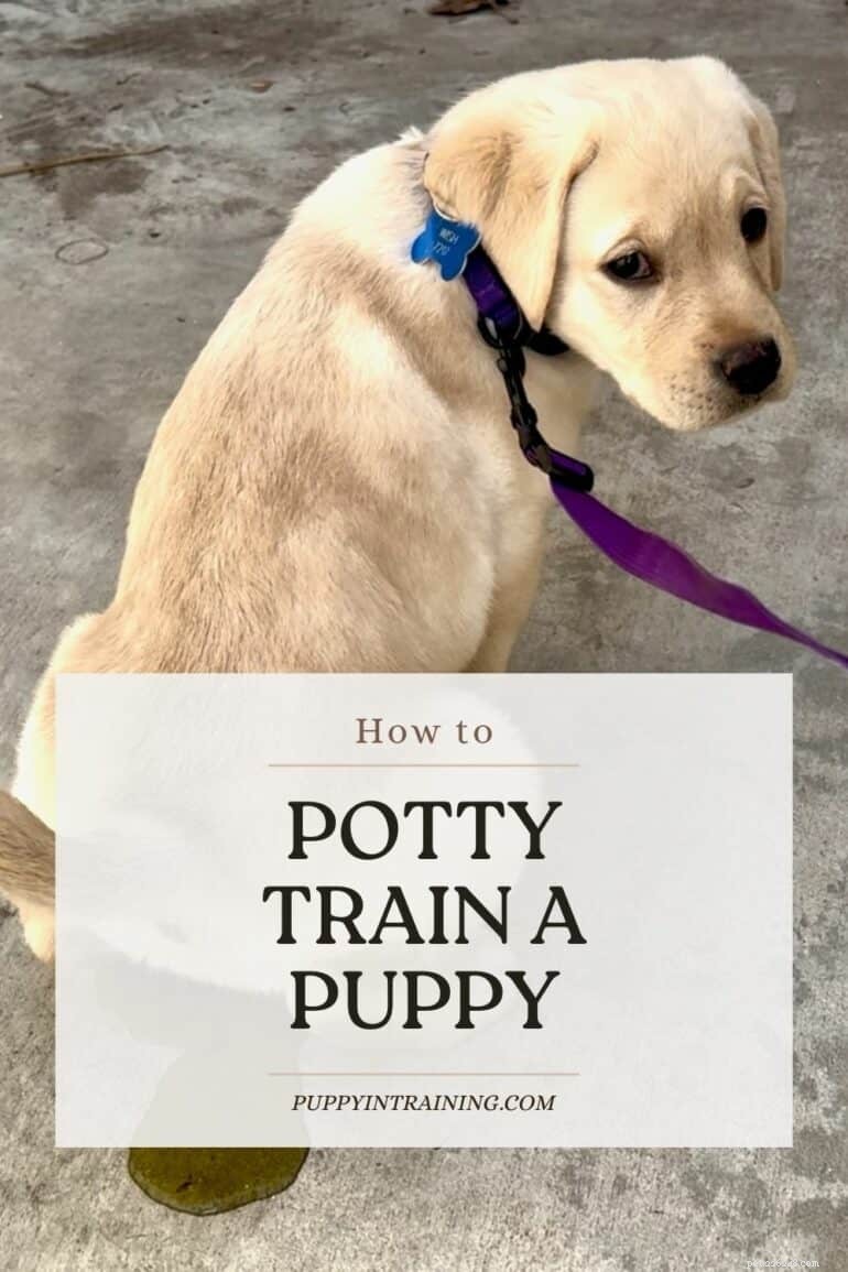 Effective Puppy Potty Training: A Step‑by‑Step Guide