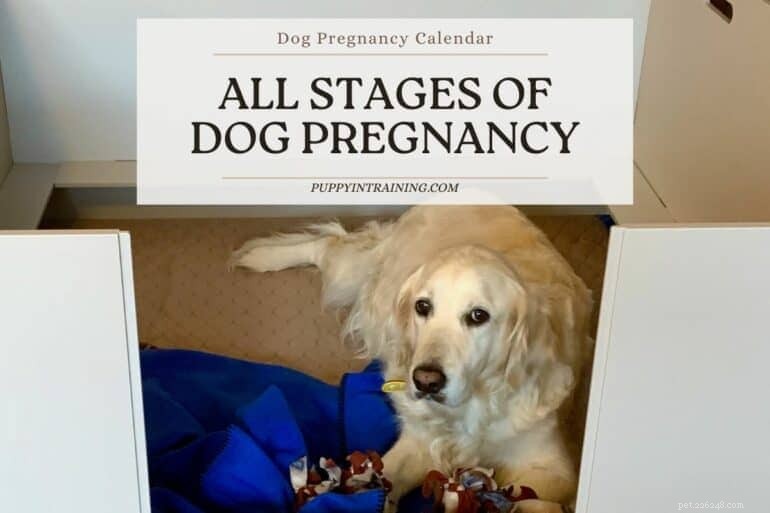 Dog Pregnancy Calendar: A Complete Guide to Every Stage