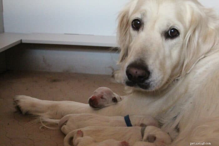 Dog Pregnancy Calendar: A Complete Guide to Every Stage