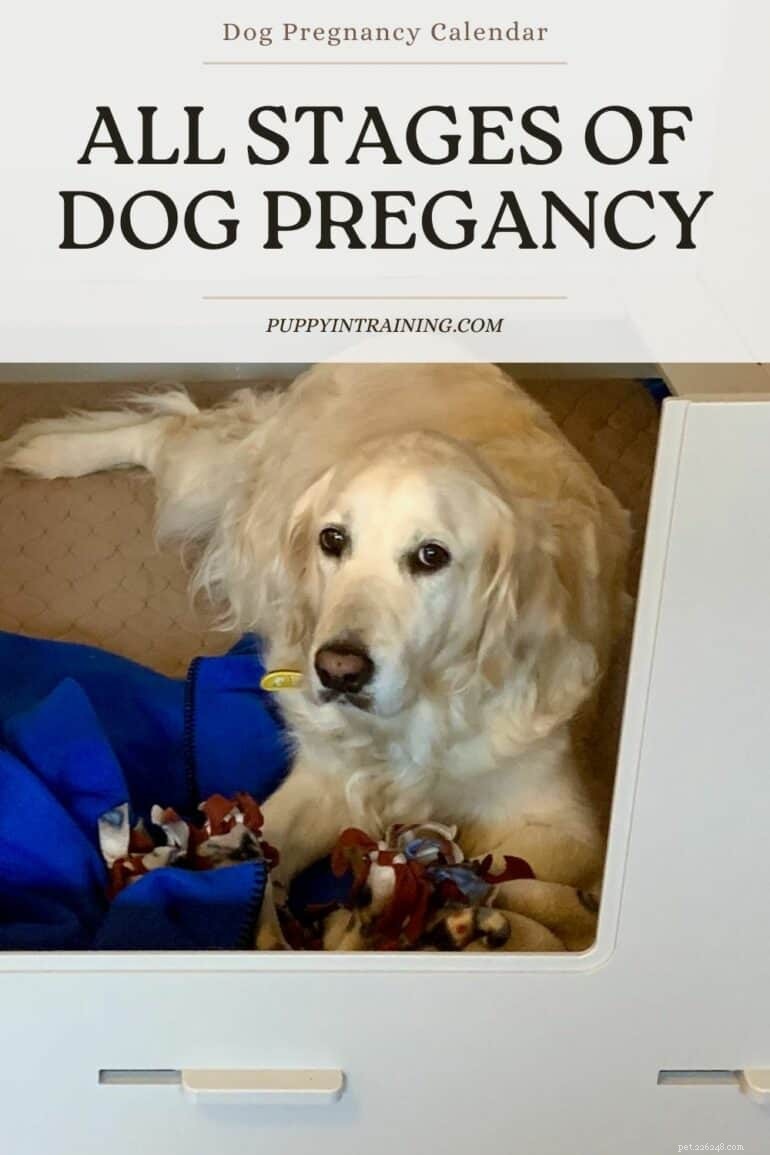 Dog Pregnancy Calendar: A Complete Guide to Every Stage