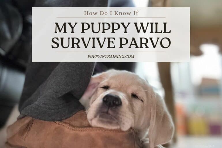 Will Your Puppy Survive Parvo? Expert Guide to Diagnosis and Treatment