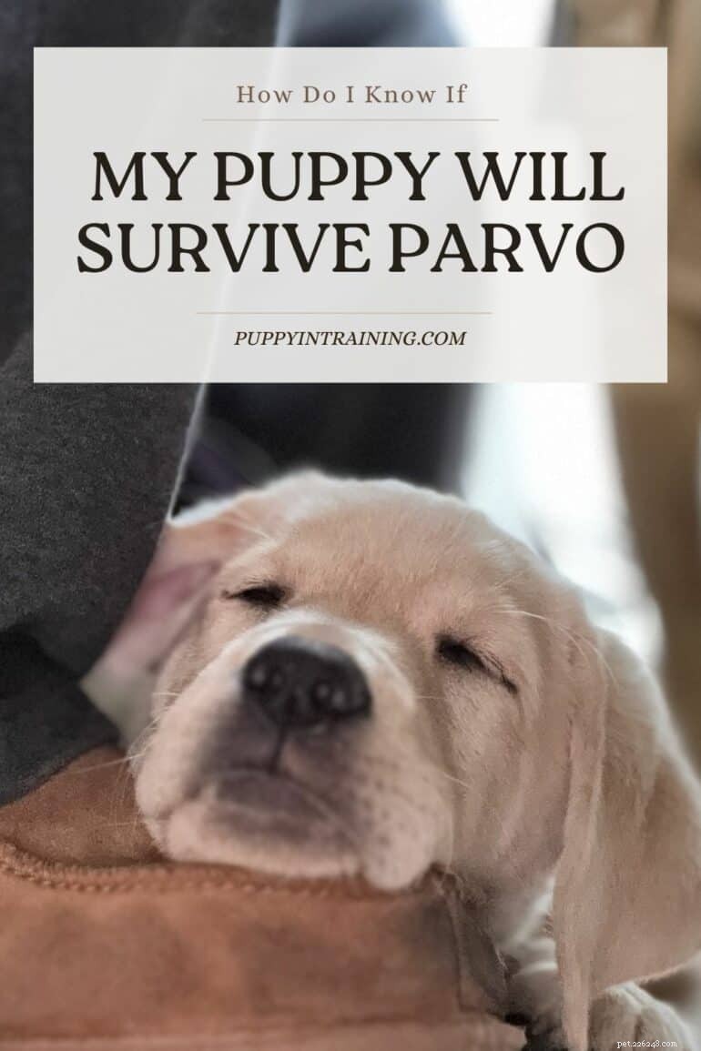 Will Your Puppy Survive Parvo? Expert Guide to Diagnosis and Treatment