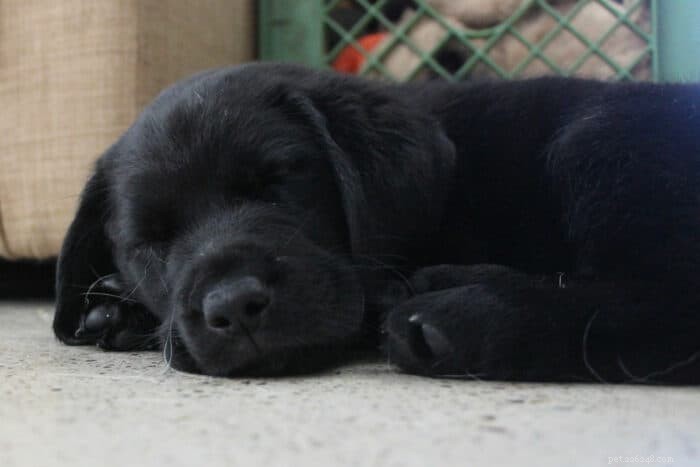 Will Your Puppy Survive Parvo? Expert Guide to Diagnosis and Treatment