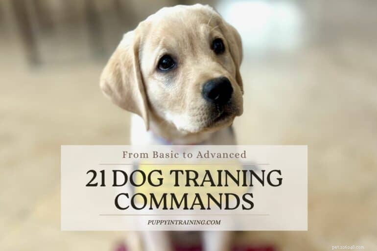 Master 21 Essential Dog Training Commands: From Basics to Advanced for a Well-Behaved Pet