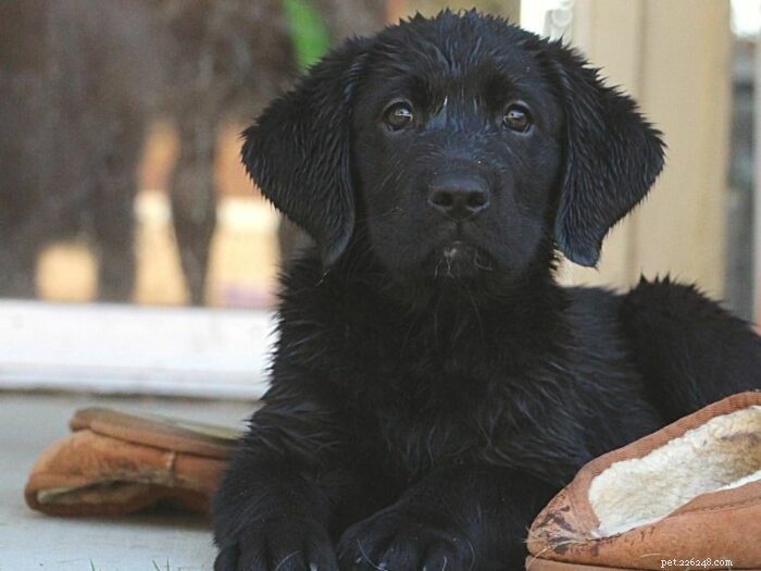 Master 21 Essential Dog Training Commands: From Basics to Advanced for a Well-Behaved Pet