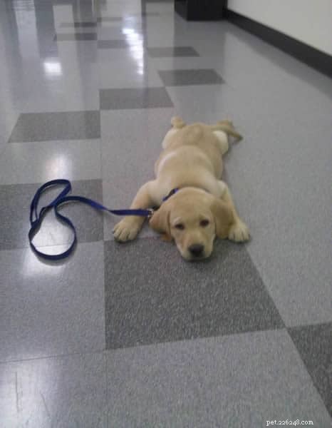 Master 21 Essential Dog Training Commands: From Basics to Advanced for a Well-Behaved Pet