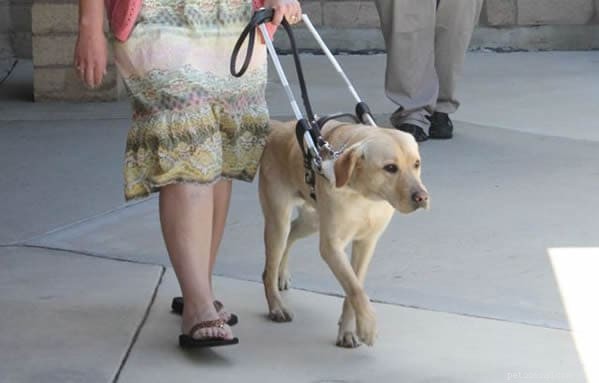 Ultimate Guide to Dog Schools in the U.S. & Canada: Find the Best Programs