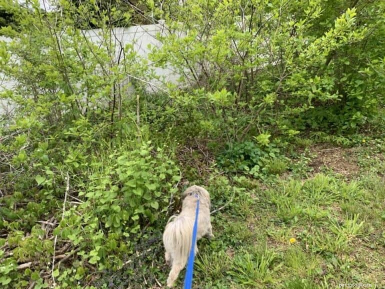 Why Giving Your Dog Choices Enhances Their Well‑Being