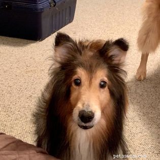 Why Giving Your Dog Choices Enhances Their Well‑Being