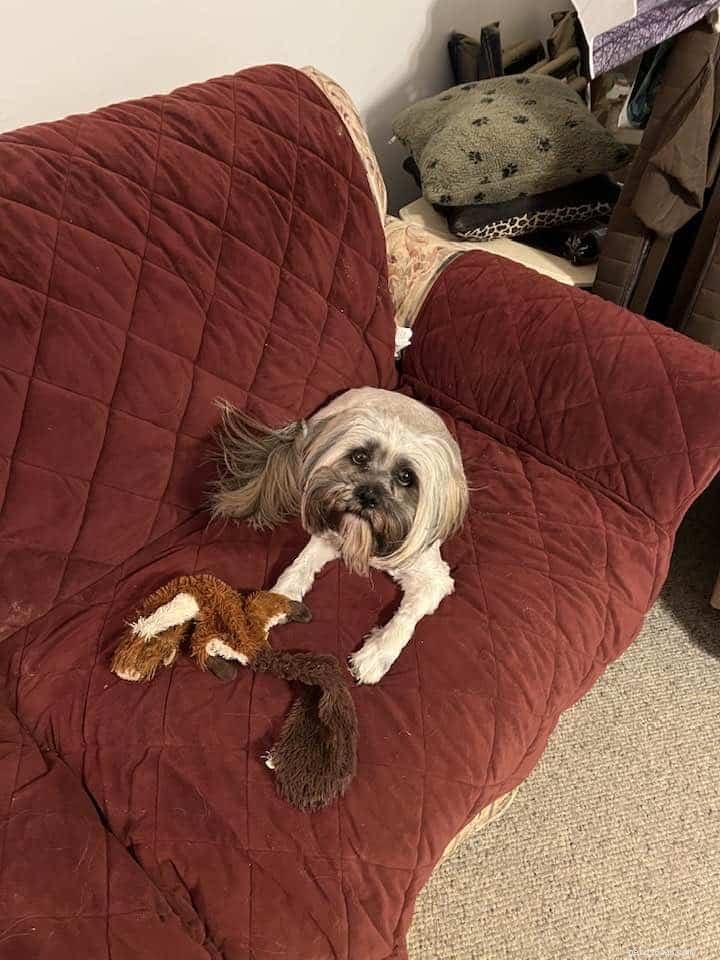 Why Giving Your Dog Choices Enhances Their Well‑Being