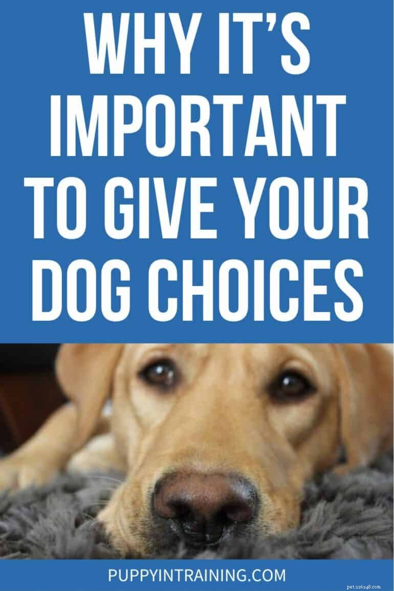 Why Giving Your Dog Choices Enhances Their Well‑Being