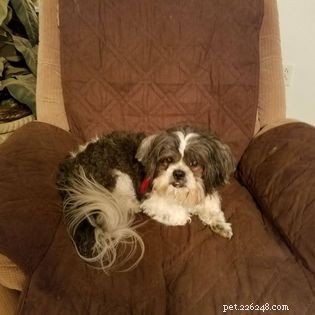 Even Senior Dogs Can Learn New Tricks: Expert Training Tips