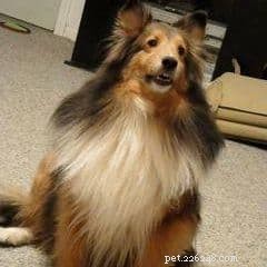 Even Senior Dogs Can Learn New Tricks: Expert Training Tips
