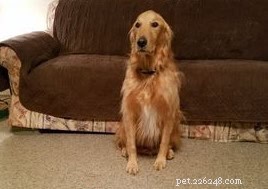 Even Senior Dogs Can Learn New Tricks: Expert Training Tips