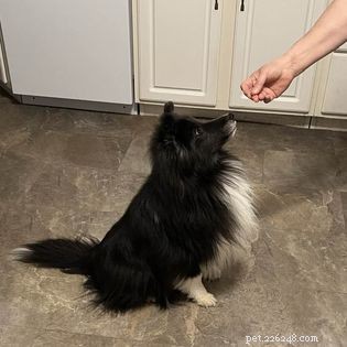 Even Senior Dogs Can Learn New Tricks: Expert Training Tips