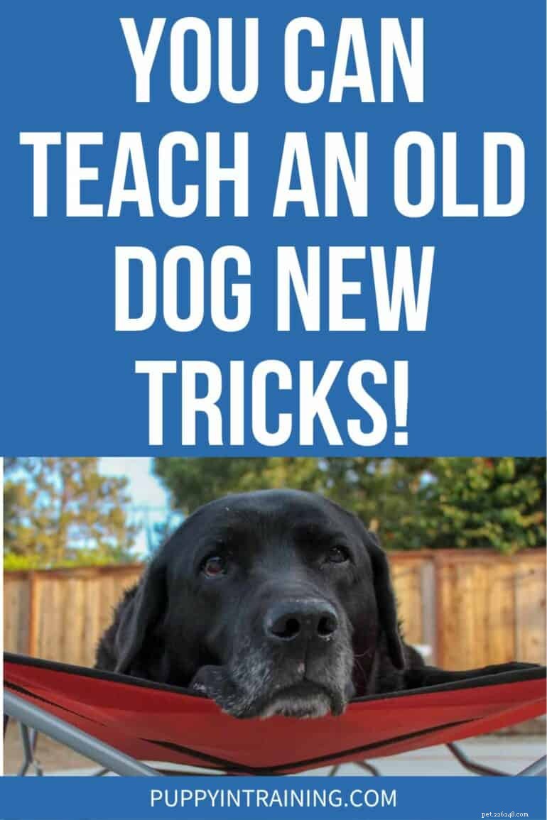 Even Senior Dogs Can Learn New Tricks: Expert Training Tips
