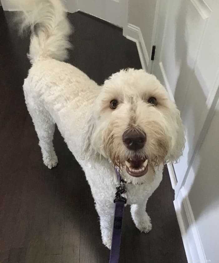 Expert Guide: How to Effectively Remove Tear Stains from Your Dog