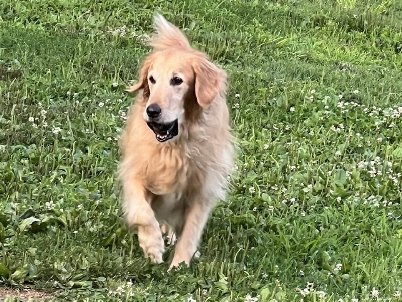 10 Proven Tips to Keep Your Senior Dog Happy, Healthy, and Active