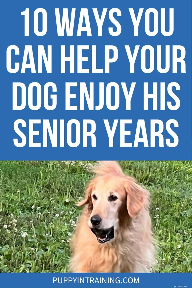10 Proven Tips to Keep Your Senior Dog Happy, Healthy, and Active