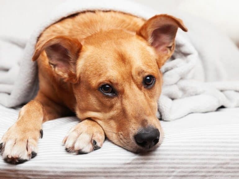 5 Compelling Reasons Your Dog Deserves to Share Your Bed