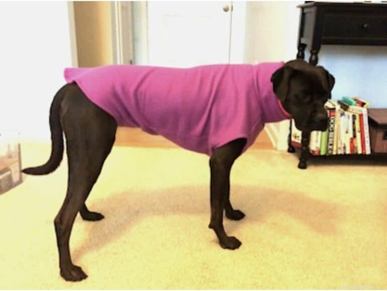 5 Compelling Reasons Your Dog Deserves to Share Your Bed