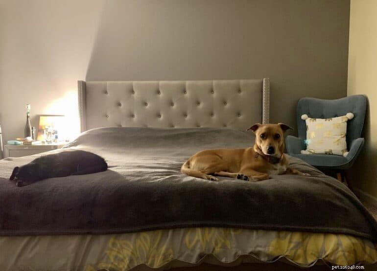 5 Compelling Reasons Your Dog Deserves to Share Your Bed