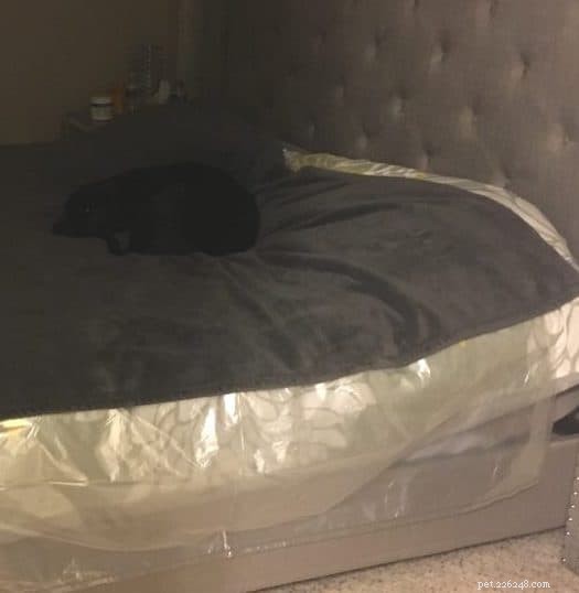 5 Compelling Reasons Your Dog Deserves to Share Your Bed