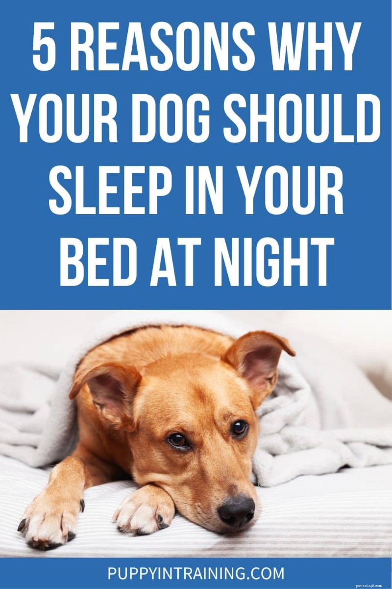 5 Compelling Reasons Your Dog Deserves to Share Your Bed