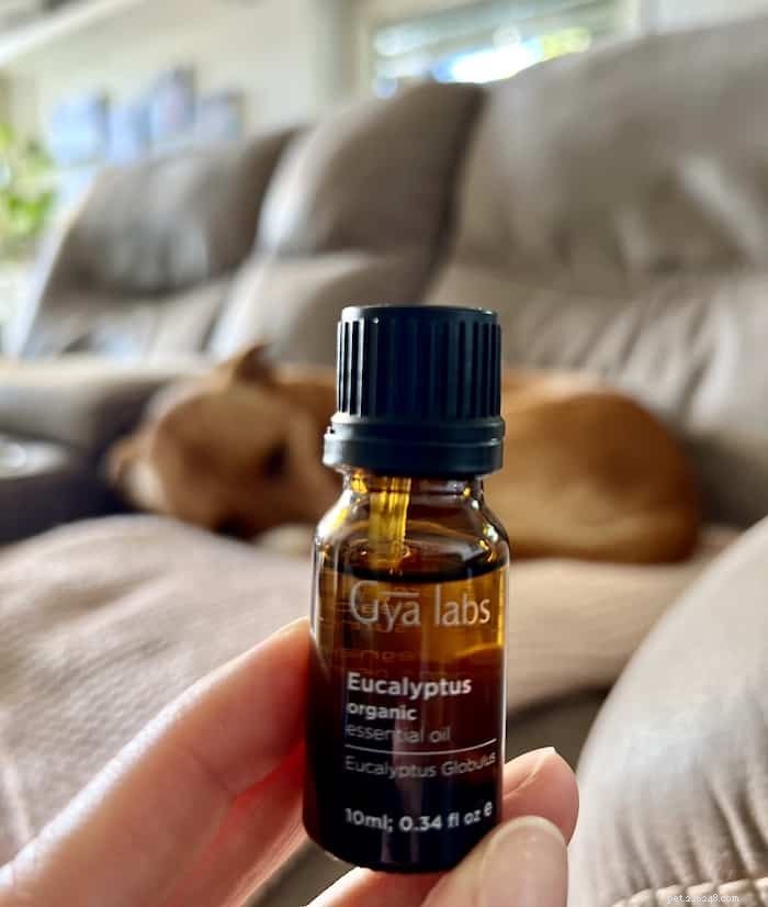 How to Safely Use Eucalyptus Oil for Dogs: Benefits & Tips