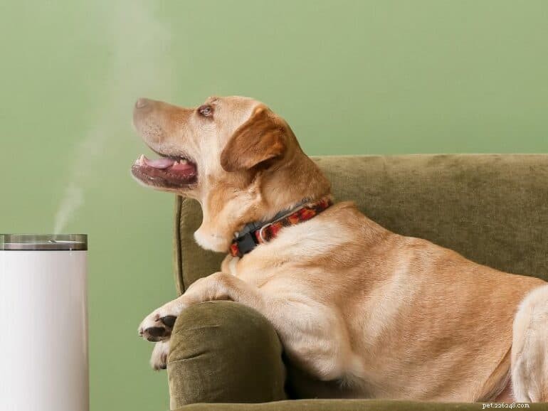 How to Safely Use Eucalyptus Oil for Dogs: Benefits & Tips