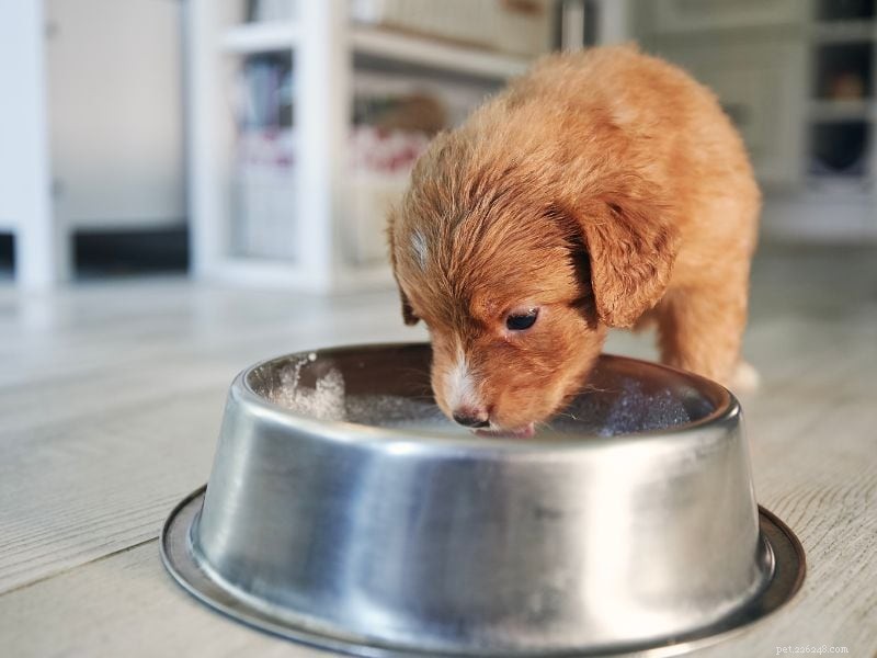 Goat Milk for Dogs: 20 Proven Health Benefits