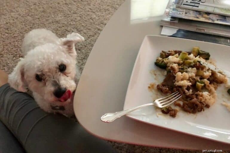 What to Do When Your Dog Won’t Eat Dog Food But Loves Human Meals