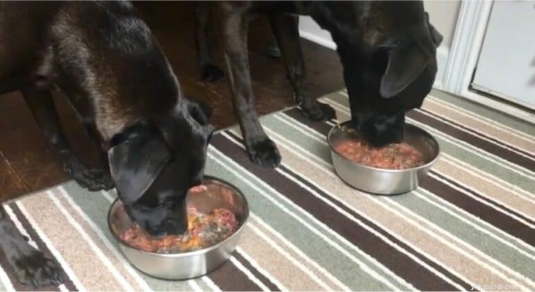 What to Do When Your Dog Won’t Eat Dog Food But Loves Human Meals