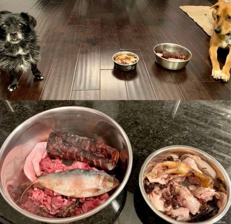 What to Do When Your Dog Won’t Eat Dog Food But Loves Human Meals