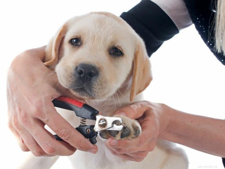 When to Trim Your New Puppy’s Nails: A First-Time Owner’s Guide