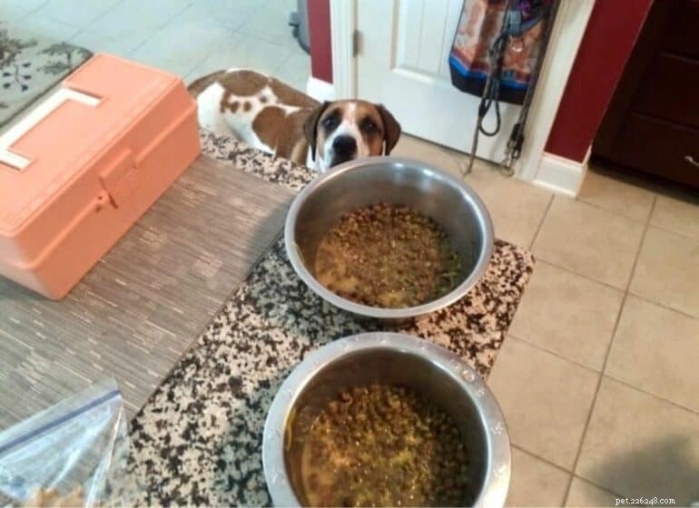 Adding Water to Dry Dog Food: Benefits, How Much, and Expert Guidance