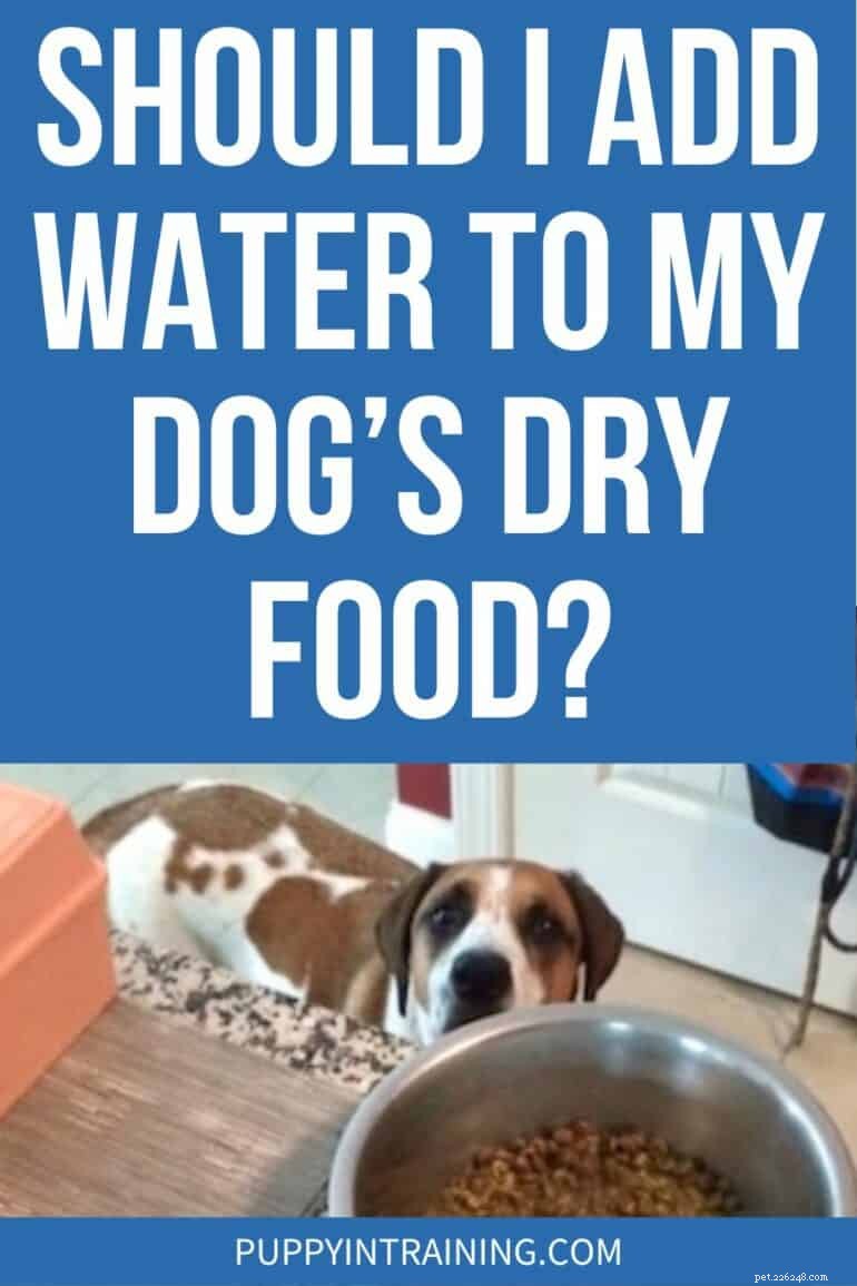 Adding Water to Dry Dog Food: Benefits, How Much, and Expert Guidance