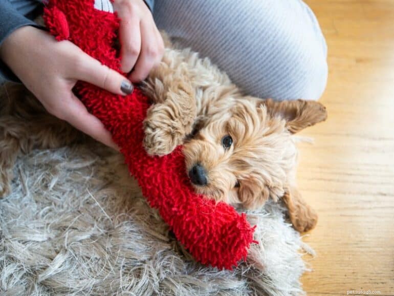 Effective Ways to Teach Your Rescue Dog to Love Toys