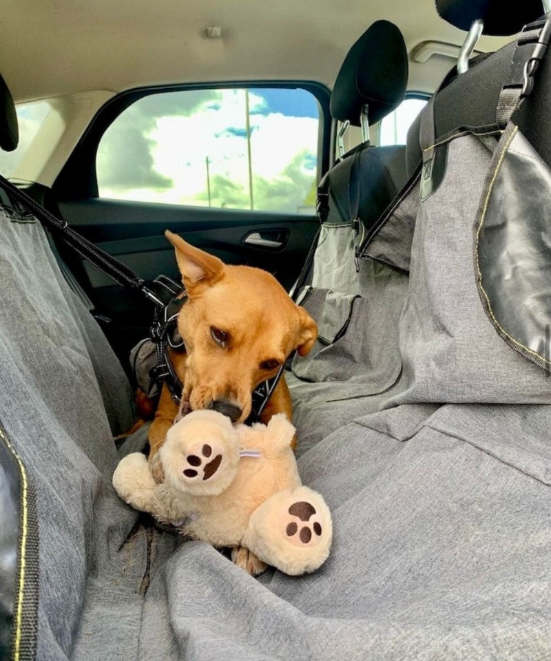 Effective Ways to Teach Your Rescue Dog to Love Toys