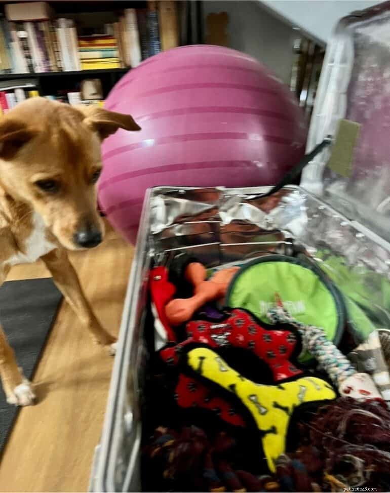 Effective Ways to Teach Your Rescue Dog to Love Toys