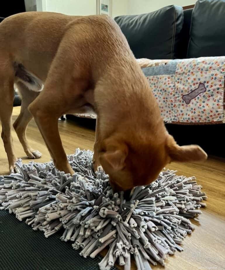 Effective Ways to Teach Your Rescue Dog to Love Toys