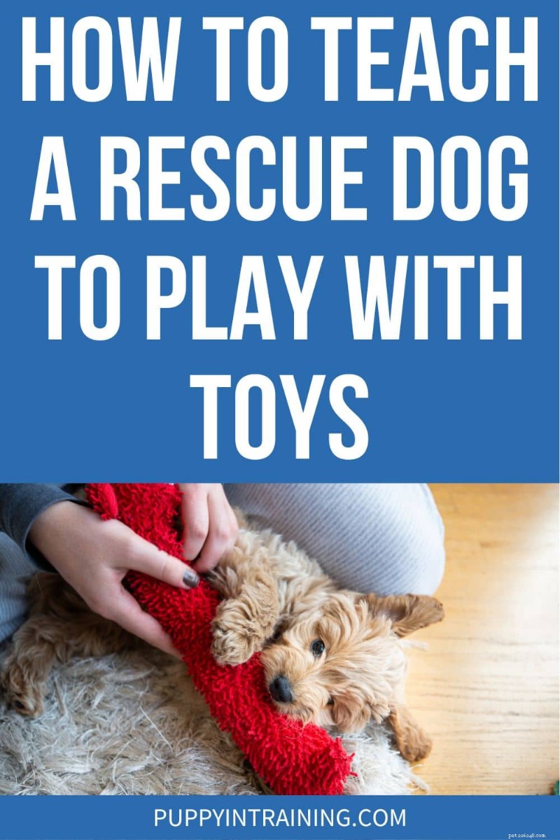 Effective Ways to Teach Your Rescue Dog to Love Toys