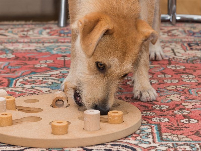21 Proven Indoor Activities to Keep Your Dog Engaged on Rainy Days
