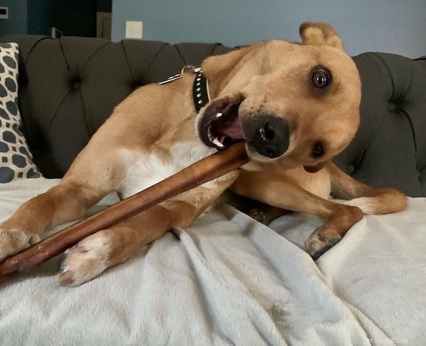 Extend the Life of Bully Sticks: Expert Tips for Long-Lasting Chews