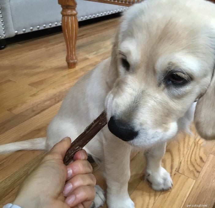 Extend the Life of Bully Sticks: Expert Tips for Long-Lasting Chews